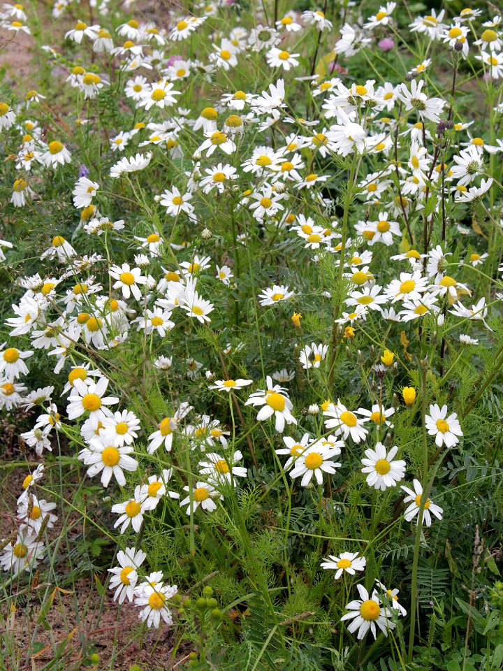 Tripleurospermum maritimum ssp. subpolare Oulu, Finland 28.06.2013