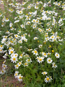 Tripleurospermum maritimum ssp. subpolare Oulu, Finland 28.06.2013