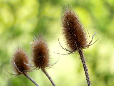 Trockener.Bluetenstand.Wilde.Karde.Hainich