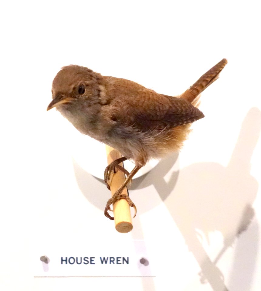 Troglodytes aedon (House wren) - Oakland Museum of California - DSC05321