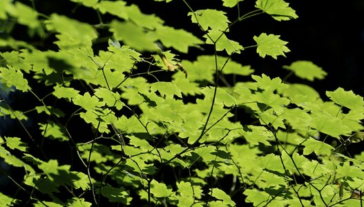 Canada maple forest