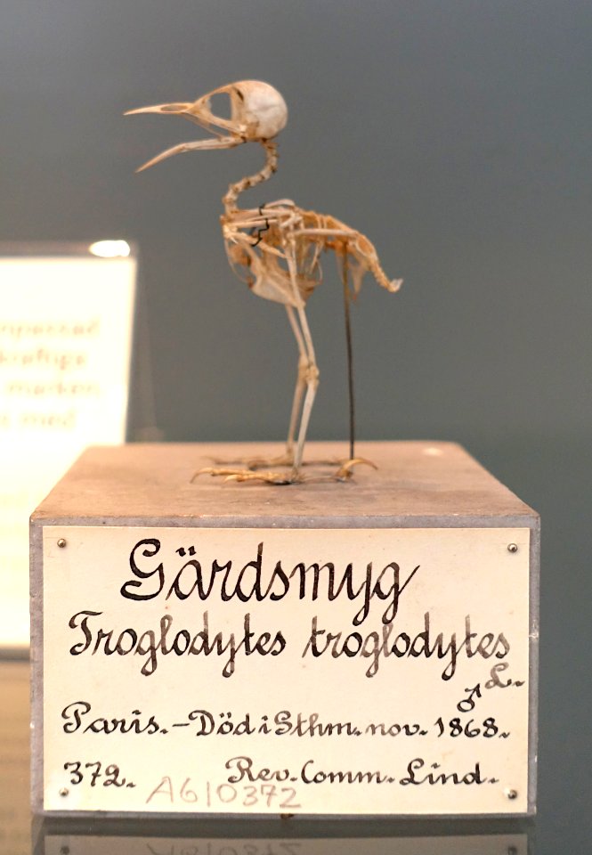 Troglodytes troglodytes - Swedish Museum of Natural History - Stockholm, Sweden - DSC00674