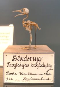 Troglodytes troglodytes - Swedish Museum of Natural History - Stockholm, Sweden - DSC00674 photo