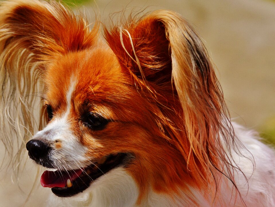 Small dog pets hairy