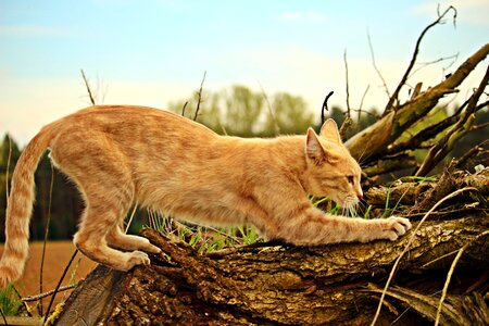 Scratch claws sharpen tiger