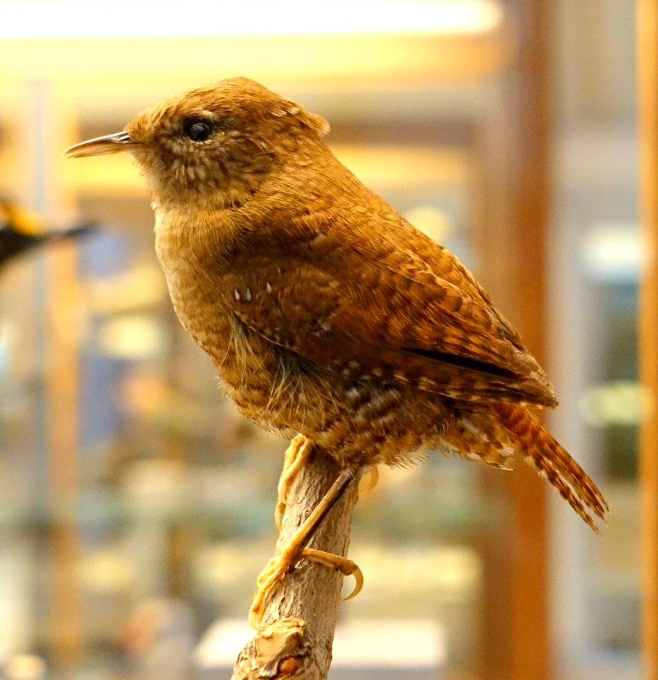 Troglodytes troglodytes - Swedish Museum of Natural History - Stockholm, Sweden - DSC00647