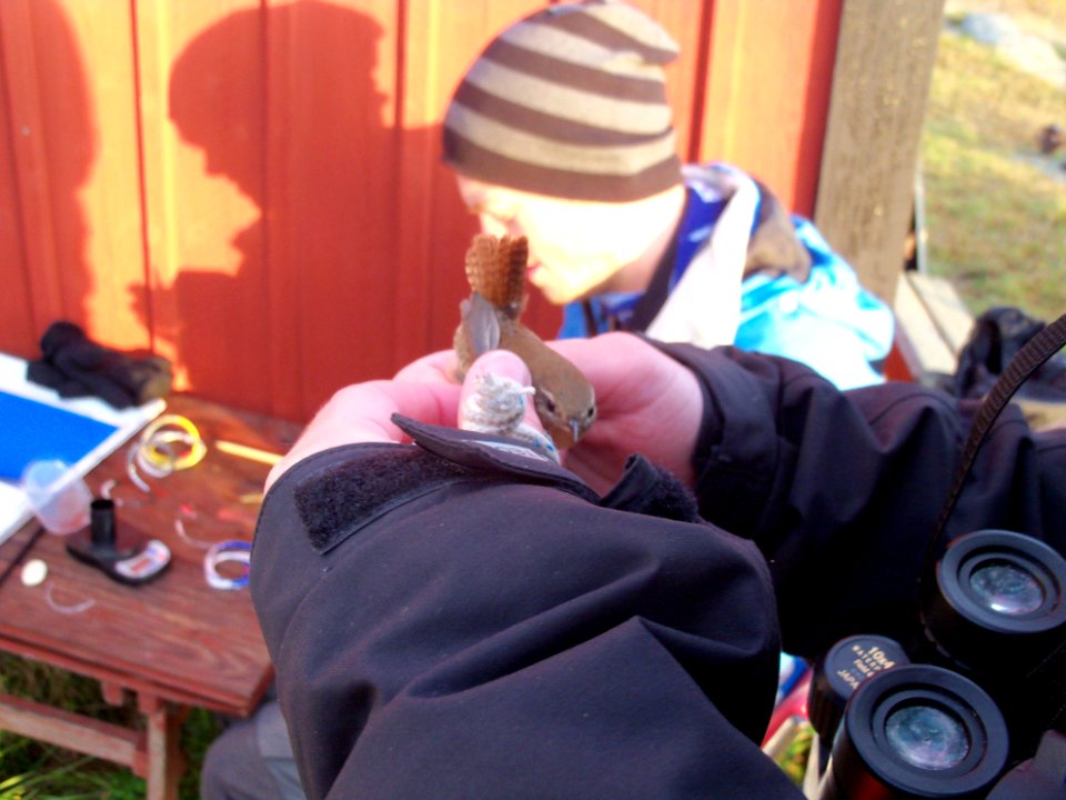 Troglodytes troglodytes ringed by Landsort Bird Observatory-1