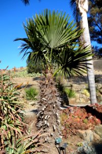 Trithrinax acanthocoma - Leaning Pine Arboretum - DSC05775