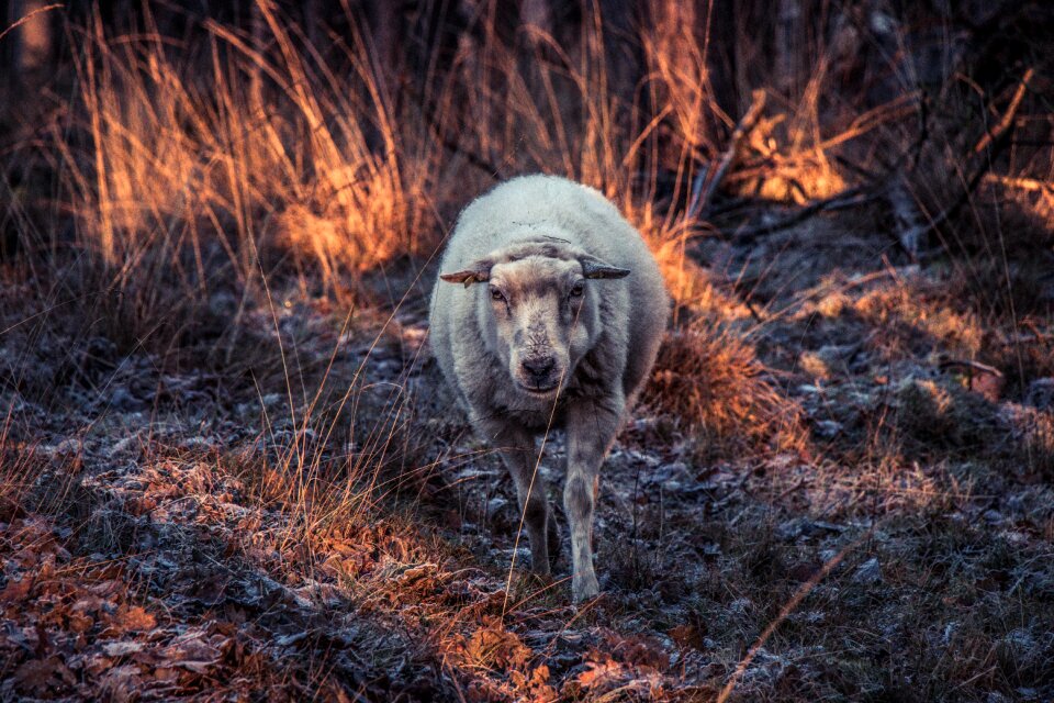 Sheep animal nature