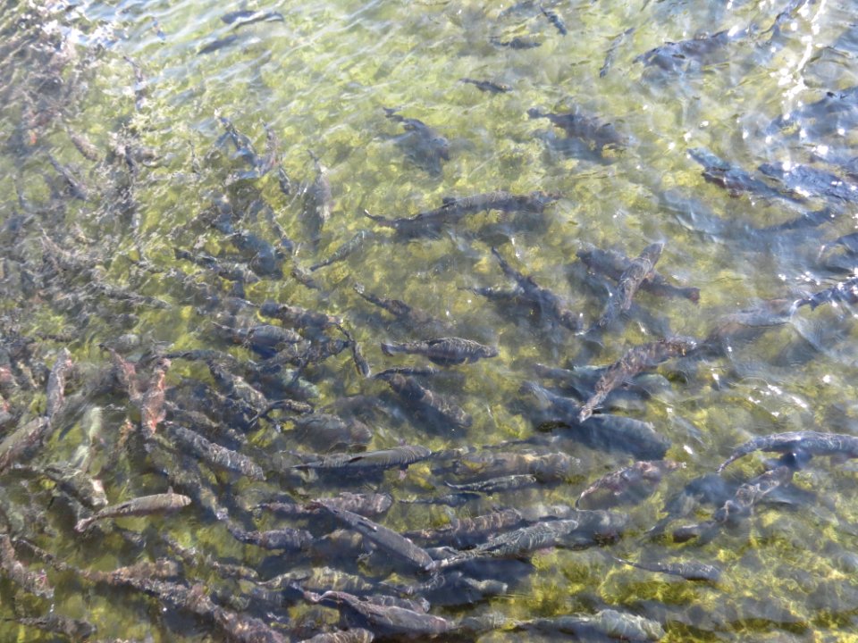 Trofta fish farm in Istog - 2012 - 08