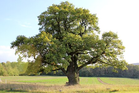 Tree old oak sky photo