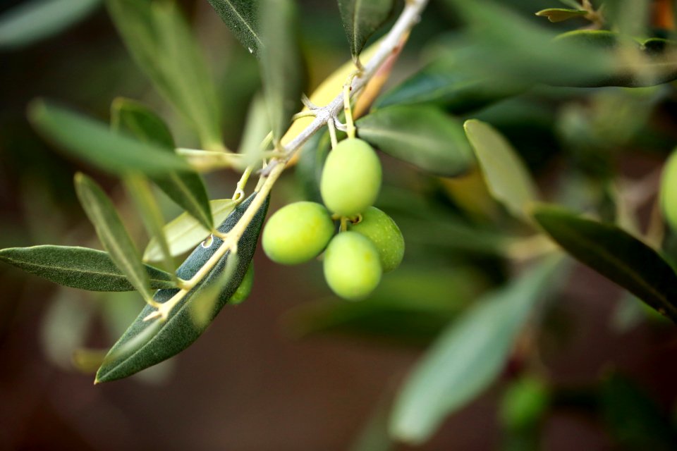 Trois petites olives