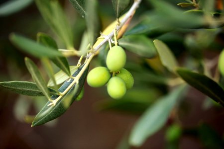 Trois petites olives