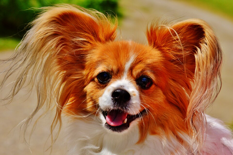 Small dog pets hairy