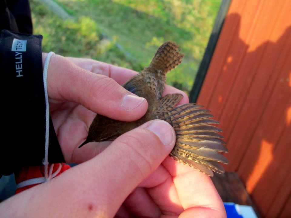 Troglodytes troglodytes ringed by Landsort Bird Observatory-2