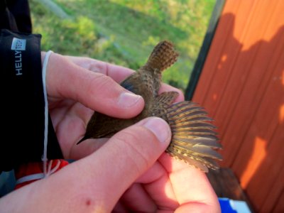 Troglodytes troglodytes ringed by Landsort Bird Observatory-2