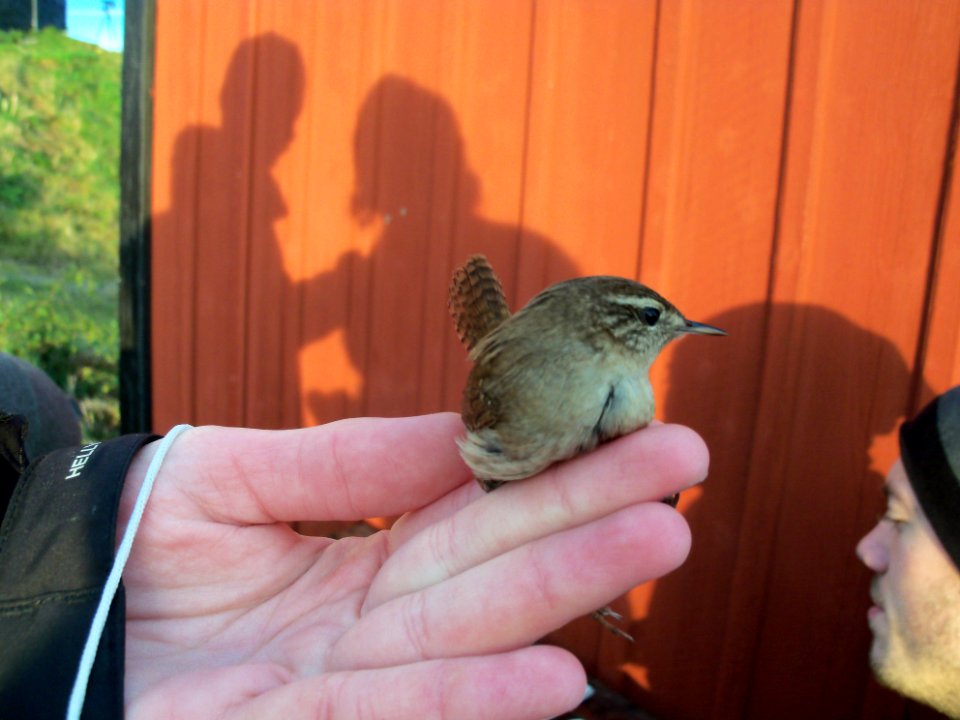 Troglodytes troglodytes ringed by Landsort Bird Observatory-3