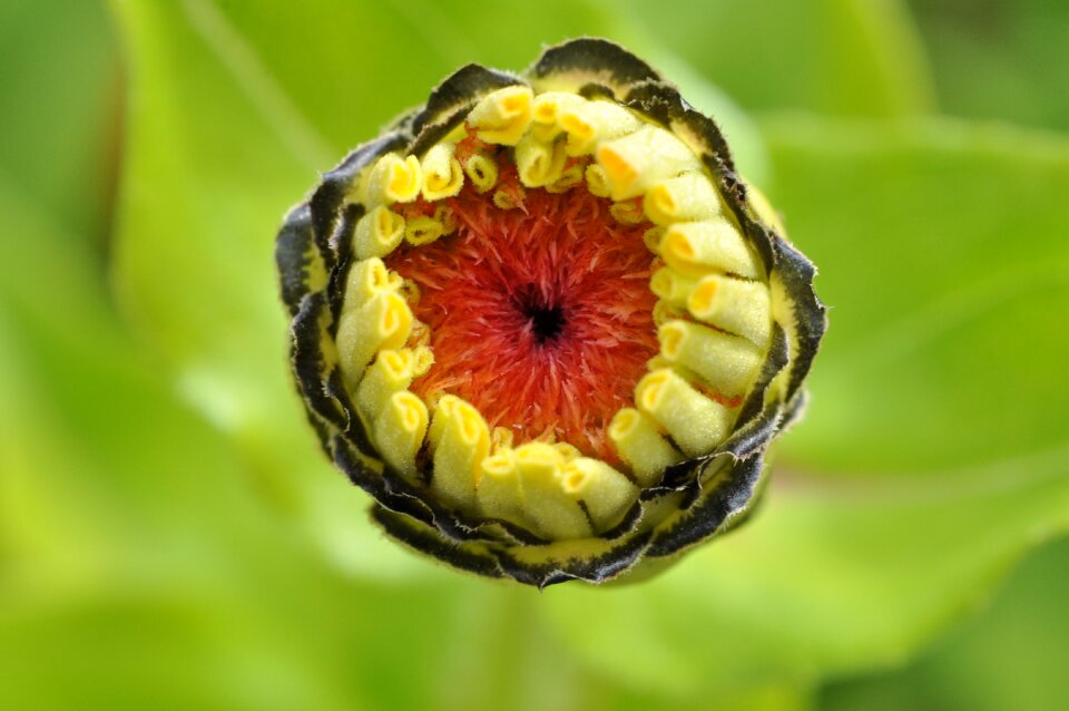 Macro state garden show flower