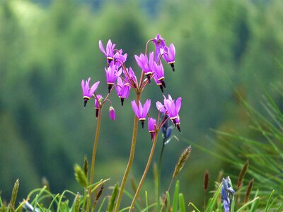 Pink spring flowers blossom