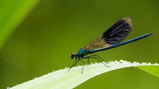 Macro water wings