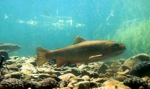 Trout1