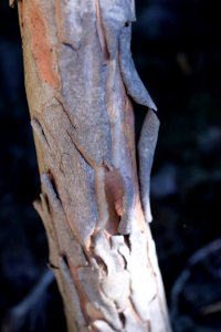 Tristaniopsis laurina IMG 1304