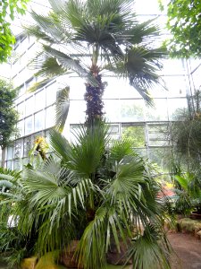 Trithrinax acanthocoma - Palmengarten Frankfurt - DSC01703 photo