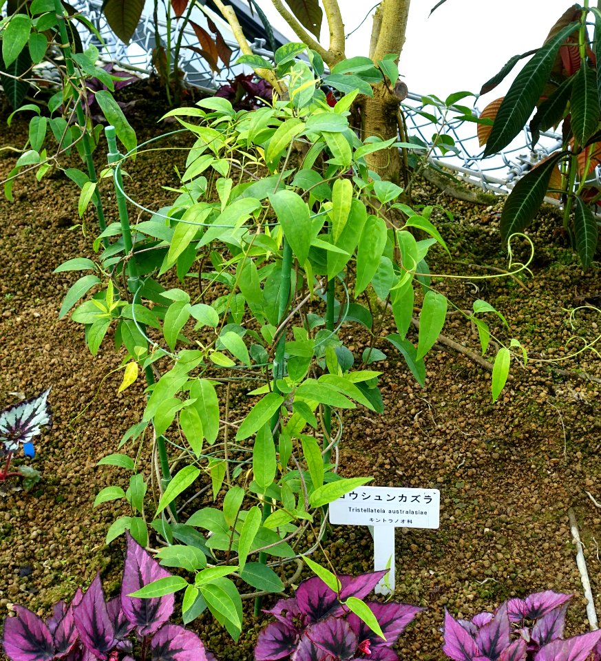 Tristellateia australasiae - Shinjuku Gyo-en Greenhouse - Tokyo, Japan - DSC05955