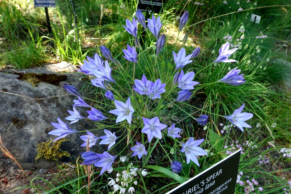 Triteleia laxa - VanDusen Botanical Garden - Vancouver, BC - DSC06716