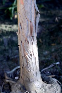Tristaniopsis laurina IMG 1289