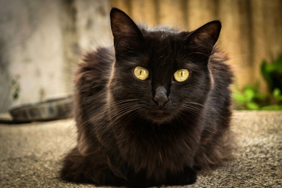 Animal domestic cute