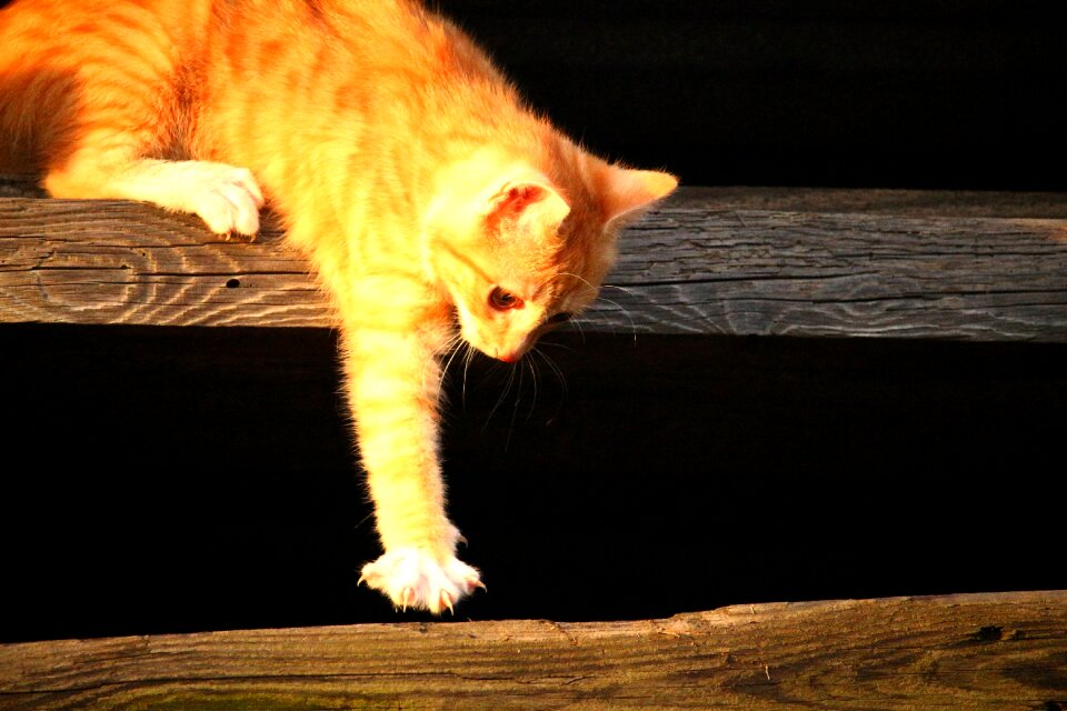 Red cat young cat cat baby