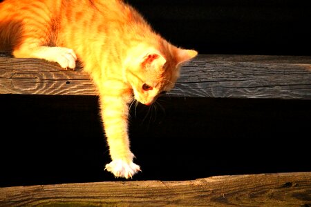 Red cat young cat cat baby