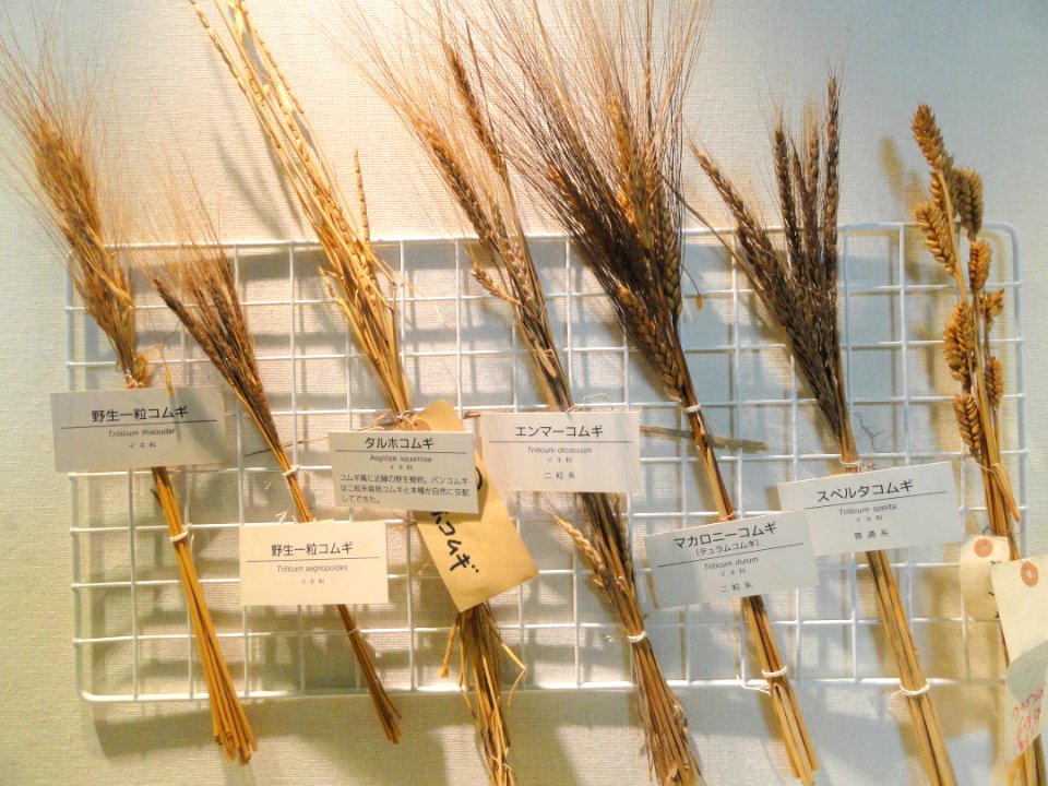 Triticum seeds - Osaka Museum of Natural History - DSC07821