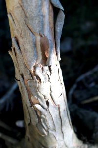 Tristaniopsis laurina IMG 1305