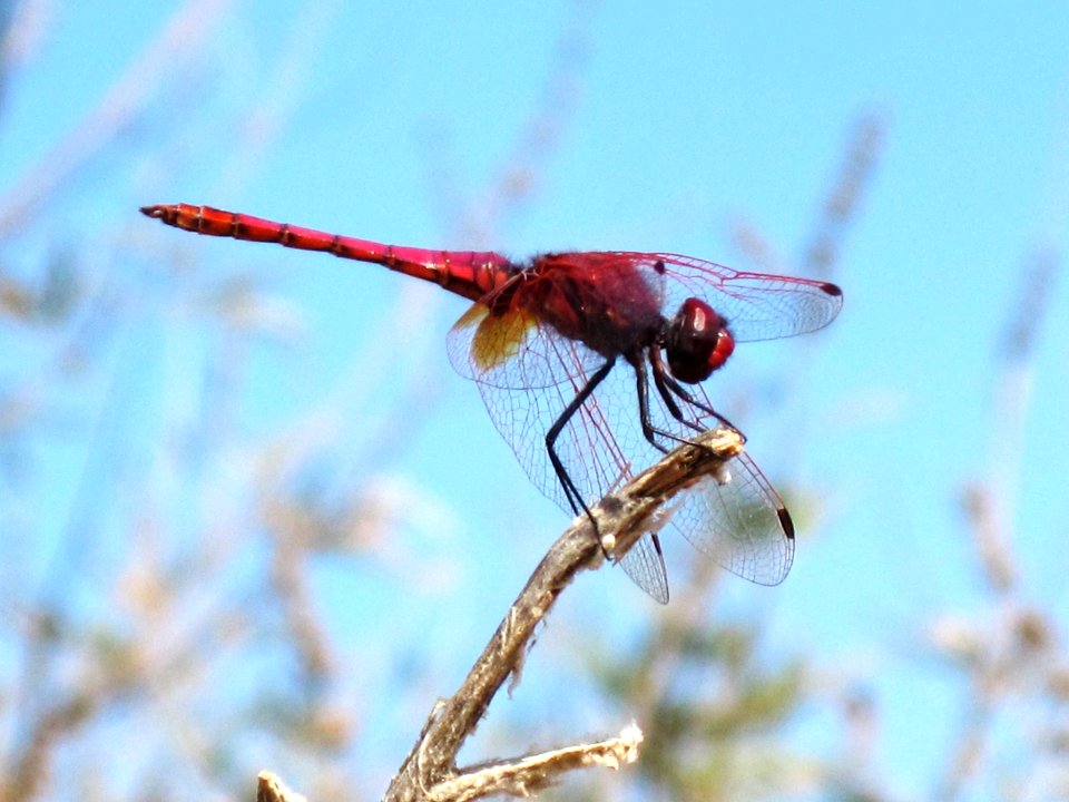 Trithemis annulata (Violet Dropwing), Skala Kalloni, Lesbos, Greece