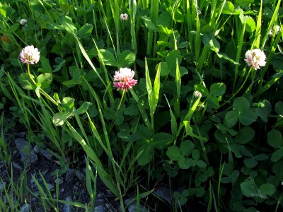 Trifolium hybridum ssp. hybridum Oulu, Finland 08.06.2013