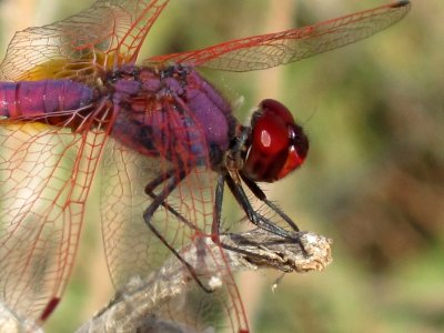 Trithemis annulata (Violet Dropwing), detail, Skala Kalloni, Lesbos, Greece