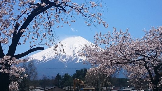 Cherry blossoms sakura spring photo