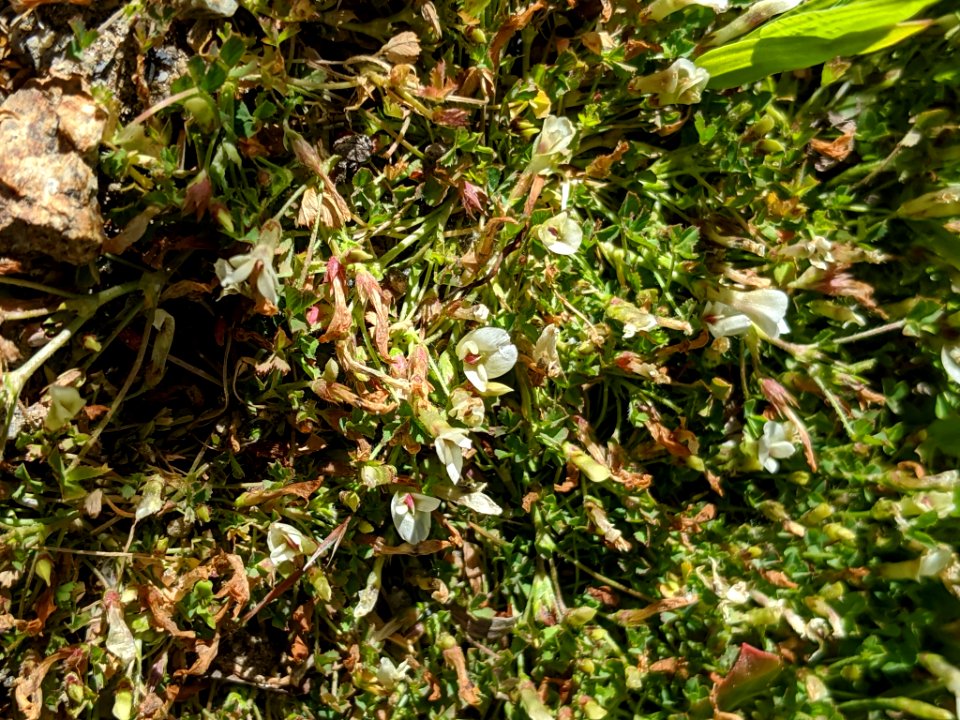 Trifolium monanthum 81735739