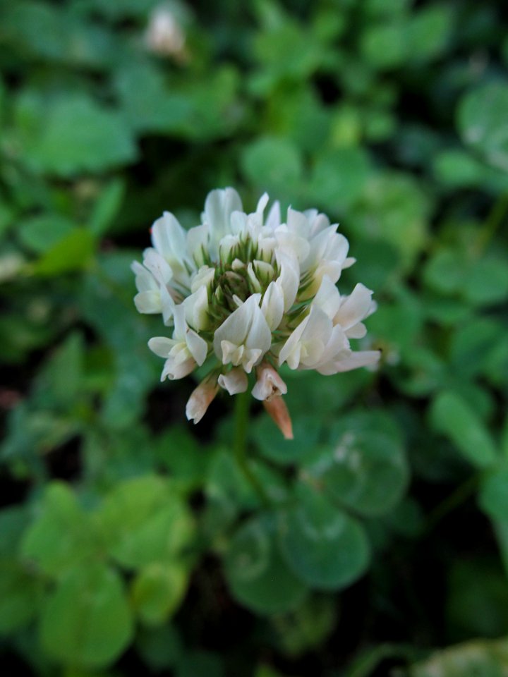 Trifolium repens, 2021-06-16, Beechview, 02