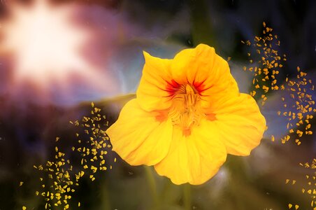 Cress painted yellow