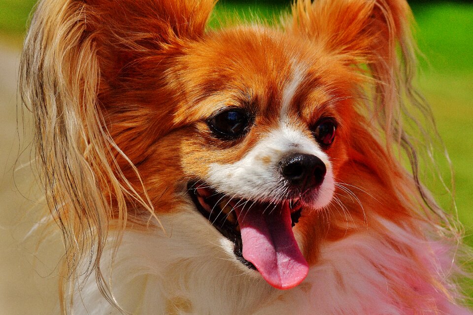 Small dog pets hairy