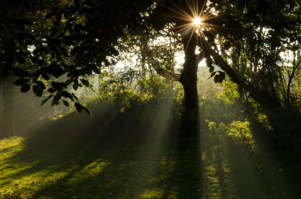 Nature fog rising sun