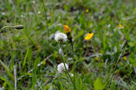 Trifolium montanum Leontodon hispidus