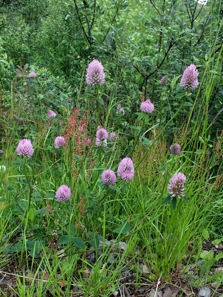 Trifolium medium Kiiminki, Finland 25.06.2013