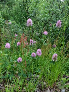 Trifolium medium Kiiminki, Finland 25.06.2013