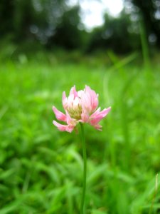 Trifolium hybridum