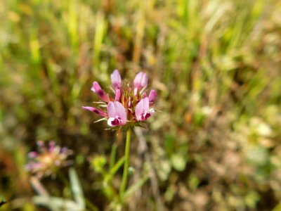 Trifolium willdenovii photo