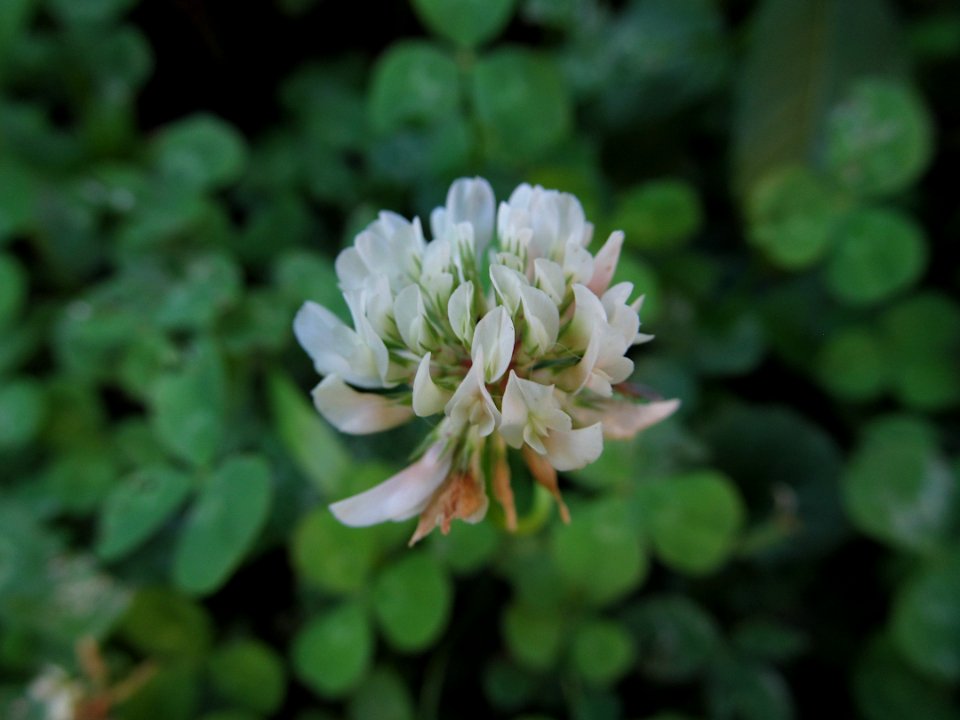 Trifolium repens, 2021-06-16, Beechview, 01